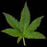 Kép 4/4 - RELAXING NONI with CBD