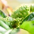 Kép 2/5 - Magical NONI 4 * 0,75l (egy karton) - We Love Noni